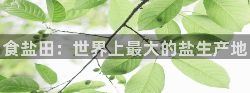 威九国际vA9618
