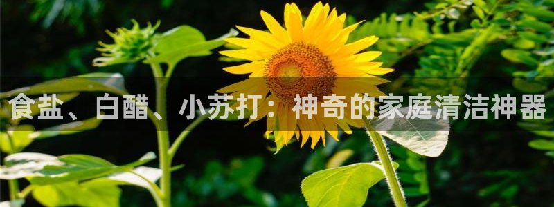 威九国际66cm