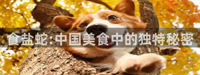 威九国际电视